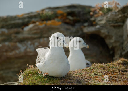 Fulmar uccelli marini (Fulmaris glacialis) Foto Stock