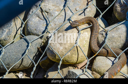 Acqua settentrionale snake (Nerodia sipedon) grandi, nonvenomous, comune snake in famiglia Colubridae, si crogiola nella luce del sole su rocce cablata. Foto Stock