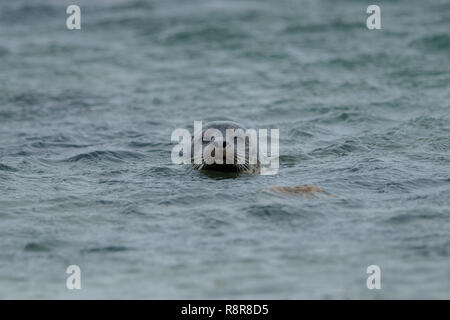 Comune di Porto o la guarnizione (Phoca vitulina) Foto Stock