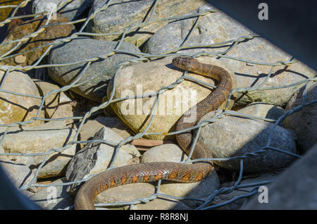 Acqua settentrionale snake (Nerodia sipedon) grandi, nonvenomous, comune snake in famiglia Colubridae, si crogiola nella luce del sole su rocce cablata. Foto Stock