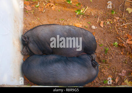 Due grandi maiali neri dorme insieme, autunno Foto Stock