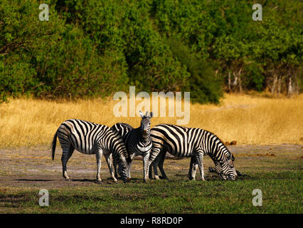 La Burchell Zebra dieta base dell'Africa predatori Apex Foto Stock