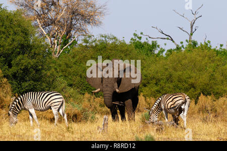 La Burchell Zebra dieta base dell'Africa predatori Apex Foto Stock