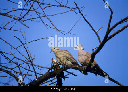 Uccelli, eurasian collard colomba (Streptopelia decaocto), bharatpur Rajasthan, India Foto Stock