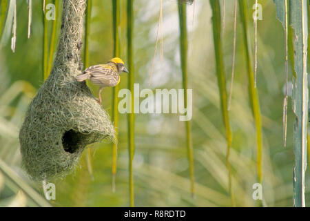 Uccelli, baya weaver e nest (ploceus philippinus) Foto Stock