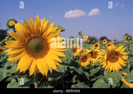 Girasole (Helianthus annuus) nel campo Foto Stock