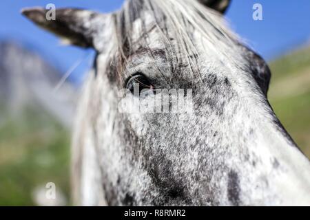 Close-up di pezzata cavallo grigio faccia, Tignes, Francia Foto Stock