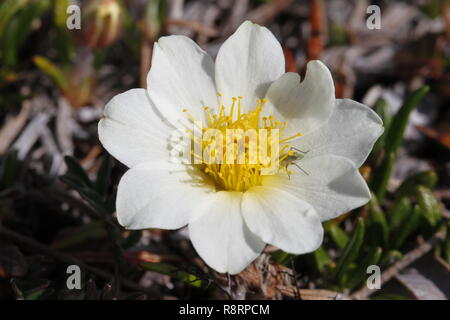 Close-up di una montagna Aven, Dryas octopetala, un artico-alpina pianta flowering con una zanzara su un petalo Foto Stock