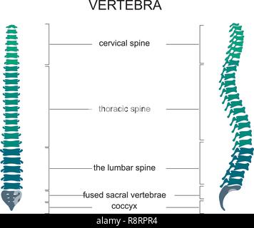 Illustrazione vettoriale di anatomia della colonna vertebrale Illustrazione Vettoriale