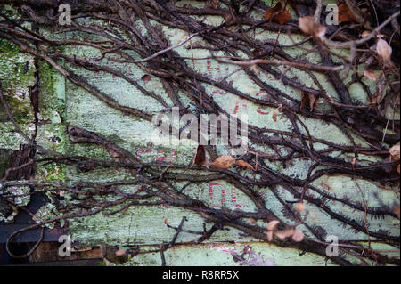 Crescita parassita con viticci su una vecchia staccionata in legno. Foto Stock