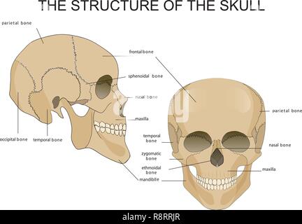 Illustrazione medica della struttura del cranio Illustrazione Vettoriale