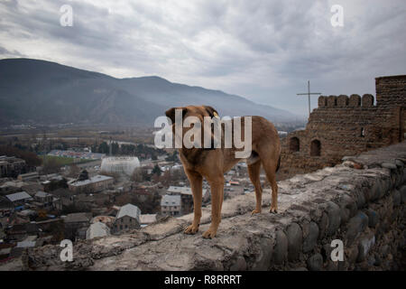 Stray dog marrone in piedi sulla parete in Georgia. Foto Stock