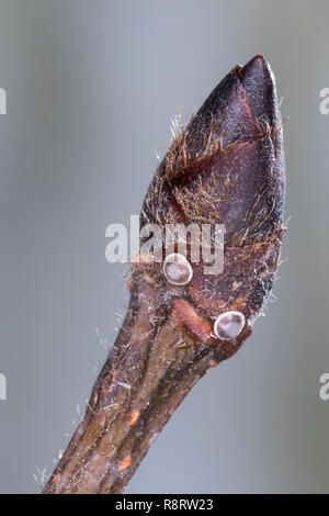 Ulmen-Zipfelfalter, Ei, Eier, Schmetterlingsei, Schmetterlingseier un Knospe einer Ulme, Ulmenzipfelfalter, Zipfelfalter, Weißes W, Satyrium w-album, Foto Stock