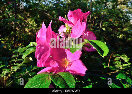 Bellissimi fiori rosa rosa nel sole luminoso closeup Foto Stock
