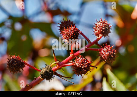 Rosso spinoso sferica capsule di semi di ricino chiamato anche olio di ricino vegetale o di Ricinus communis , frutta rossa contro un cielo luminoso , Foto Stock