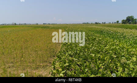 Campo di tabacco con piante verdi in Indonesia. La coltivazione del tabacco su terreni agricoli piantagione di tabacco java, INDONESIA Foto Stock