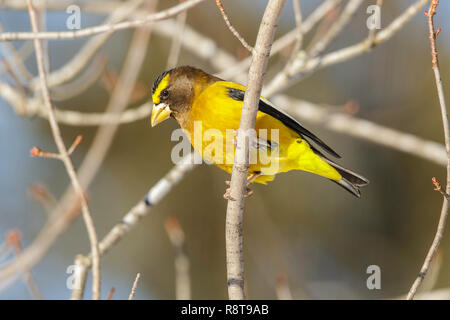 Sera Grosbeak Coccothraustes vespertinus Sax-Zim Bog, Minnesota, Stati Uniti 22 febbraio 2018 maschio adulto Fringillidae Foto Stock