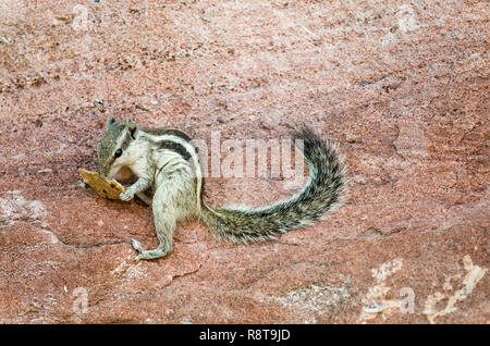 Scoiattolo a cinque righe di palme del Nord (Funambulus pennantii) mangiare biscotti, Jodhpur, India Foto Stock