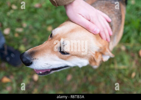 Proprietario di accarezzare il suo cane passeggiate nella foresta. Vista dall'alto. Foto Stock