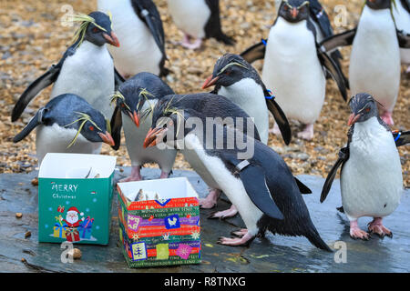 ZSL Whipsnade Zoo, Bedfordshire xviii Dic 2018. , Splish Splash - ci sono festively-scatole confezionate per lo zoo del Nord di pinguini saltaroccia, riempito con il loro preferito snack pescoso. Si tratta di un Whipsnade Wonderland per gli animali a ZSL Whipsnade Zoo, che sono rimasto sorpreso da alcune leccornie. Credito: Imageplotter News e sport/Alamy Live News Foto Stock