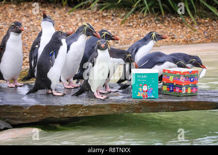 ZSL Whipsnade Zoo, Bedfordshire xviii Dic 2018. , Splish Splash - ci sono festively-scatole confezionate per lo zoo del Nord di pinguini saltaroccia, riempito con il loro preferito snack pescoso. Si tratta di un Whipsnade Wonderland per gli animali a ZSL Whipsnade Zoo, che sono rimasto sorpreso da alcune leccornie. Credito: Imageplotter News e sport/Alamy Live News Foto Stock