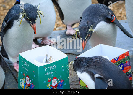 ZSL Whipsnade Zoo, Bedfordshire xviii Dic 2018. , Splish Splash - ci sono festively-scatole confezionate per lo zoo del Nord di pinguini saltaroccia, riempito con il loro preferito snack pescoso. Si tratta di un Whipsnade Wonderland per gli animali a ZSL Whipsnade Zoo, che sono rimasto sorpreso da alcune leccornie. Credito: Imageplotter News e sport/Alamy Live News Foto Stock