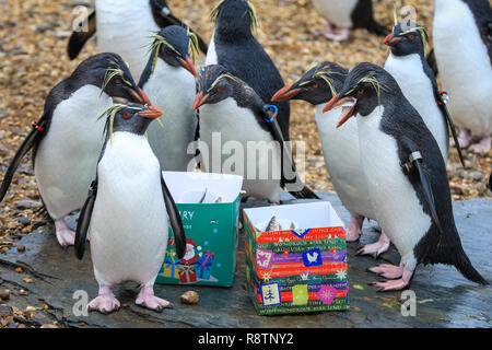 ZSL Whipsnade Zoo, Bedfordshire xviii Dic 2018. , Splish Splash - ci sono festively-scatole confezionate per lo zoo del Nord di pinguini saltaroccia, riempito con il loro preferito snack pescoso. Si tratta di un Whipsnade Wonderland per gli animali a ZSL Whipsnade Zoo, che sono rimasto sorpreso da alcune leccornie. Credito: Imageplotter News e sport/Alamy Live News Foto Stock