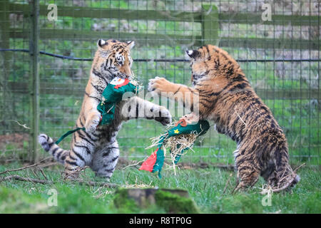 ZSL Whipsnade Zoo, Bedfordshire xviii Dic 2018. Santa Paws arriva all'inizio. Si tratta della prima di Natale per ZSL Whipsnade Zoo tre di sei-mese-vecchio Amur cuccioli di tigre (Panthera tigris tigris), anche le tigri siberiane, Dmitri, Macari e zar. I custodi allo Zoo hanno preparato colorate, feltro calze di Natale per i curiosi dei ragazzi. Credito: Imageplotter News e sport/Alamy Live News Foto Stock