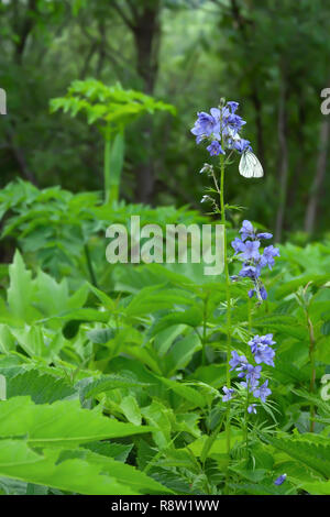 Aporia crataegi farfalle sul fiore di Polemonium caeruleum Foto Stock