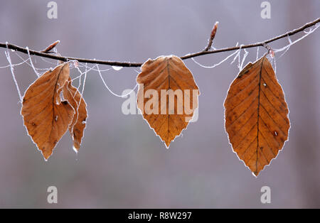 Autumnal beech tree leaves on frosty branch, England, UK Foto Stock