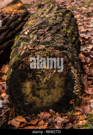 Un marciume log con MOSS e cluster di funghi che crescono su esso in autunno di foglie morte Foto Stock