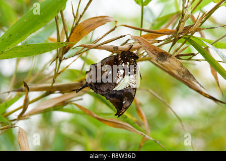 Tiger Leafwing butterfly (Console Fabius) sulla lamina Foto Stock