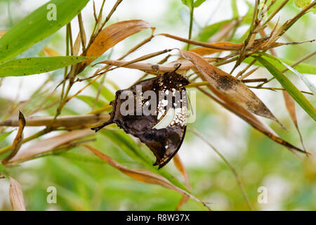 Tiger Leafwing butterfly (Console Fabius) sulla lamina Foto Stock