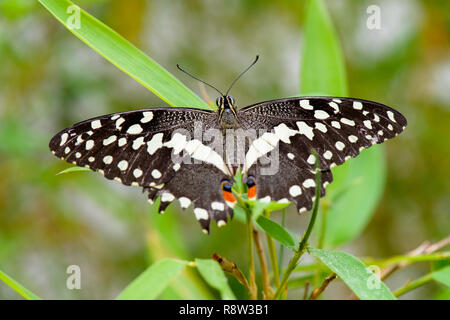 Brush-footed butterfly (Limenitis) sulla lamina Foto Stock