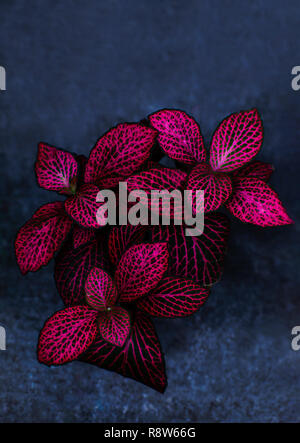 Foglie rosse con verde nervi chiamato Fittonia. Hypoestes phyllostachya. Foto Stock