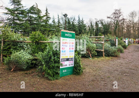 Xmas stagionali stagione festiva preparazioni: appena tagliato alberi ammassati in un visualizzatore in corrispondenza di un albero di Natale agriturismo vicino a Chertsey, Surrey, Inghilterra sudorientale, REGNO UNITO Foto Stock