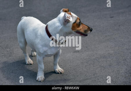 Jack Russell Terrier si erge su GRIGIO ASFALTO Foto Stock