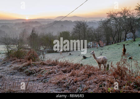 Llamas in un paddock di gelo di sunrise accanto al Comune Bringsty, Herefordshire / Worcester frontiera, Inghilterra Foto Stock