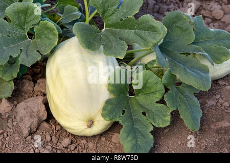 Zucca spaghetti "Cucurbita pepo' maturando in campo. Foto Stock