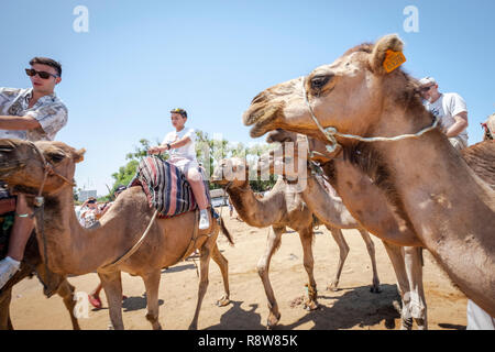 Cammelli sotto il sole estivo di Tanger, Marocco. Foto Stock