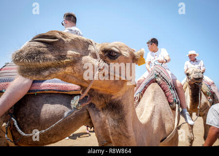 Cammelli sotto il sole estivo di Tanger, Marocco. Foto Stock