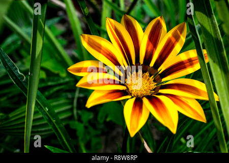 Aster fiore in un prato verde campo. Questo fiore è aperto in fiore e i suoi colori sono luminosi rosso, arancione e giallo. Foto Stock