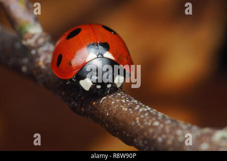 7-spot Ladybird (Coccinella septempunctata) appollaiato sulla betulla succursale in dicembre. Tipperary, Irlanda Foto Stock