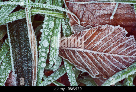 Trasformata per forte gradiente Brina sulle foglie di faggio ed erba astratta. Tipperary, Irlanda Foto Stock