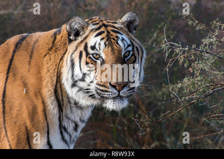 Ritratto di una tigre in Early Morning Light Foto Stock