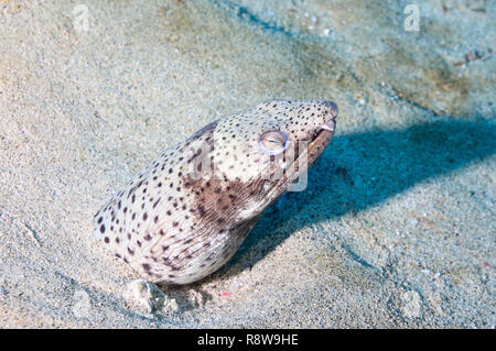 Spotted Snake anguilla in Sal - Cabo Verde Foto Stock