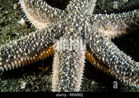 Mare polare Star sott'acqua in San Lorenzo estuario Foto Stock