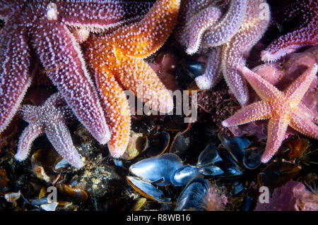 Starfish comune sott'acqua nel Golfo di San Lorenzo. Foto Stock