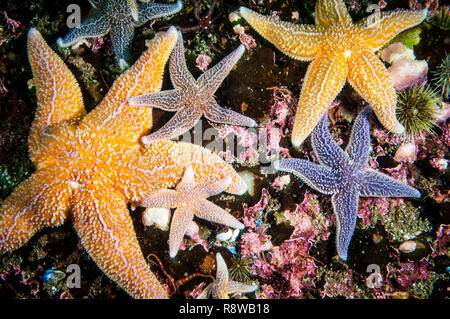 Starfish comune sott'acqua nel Golfo di San Lorenzo. Foto Stock