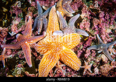 Starfish comune sott'acqua nel Golfo di San Lorenzo. Foto Stock